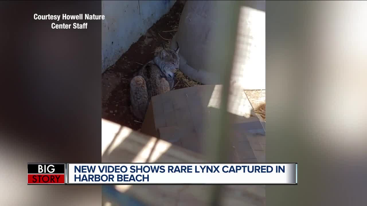 Lynx caught in lower peninsula was first in more than 100 years