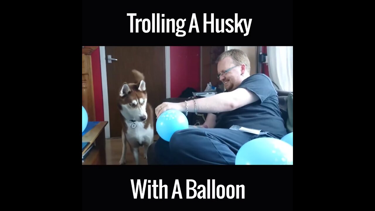 Trolling a husky with a balloon !