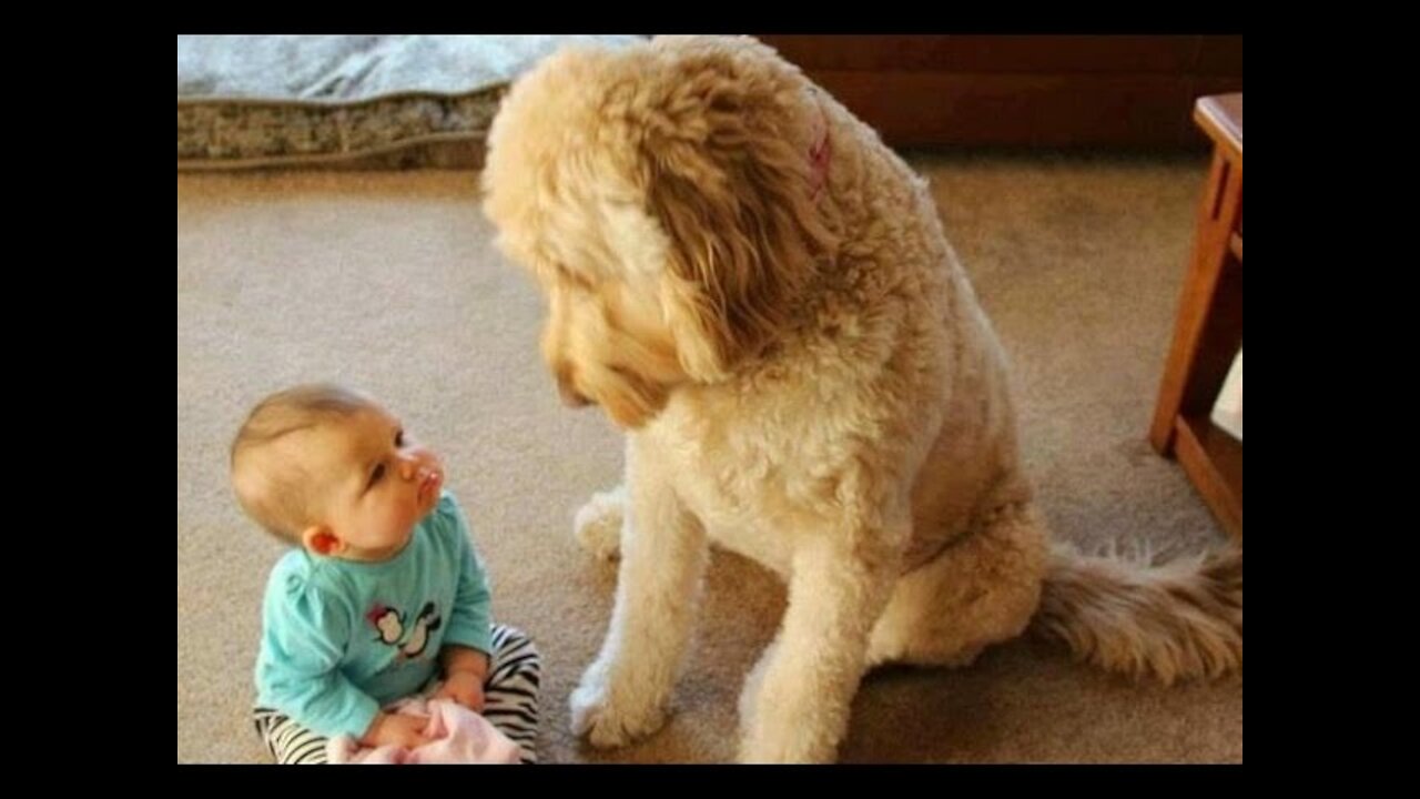 Funniest Dogs and Cats Videos - Awesome Funny Pet Animals Video Compilation