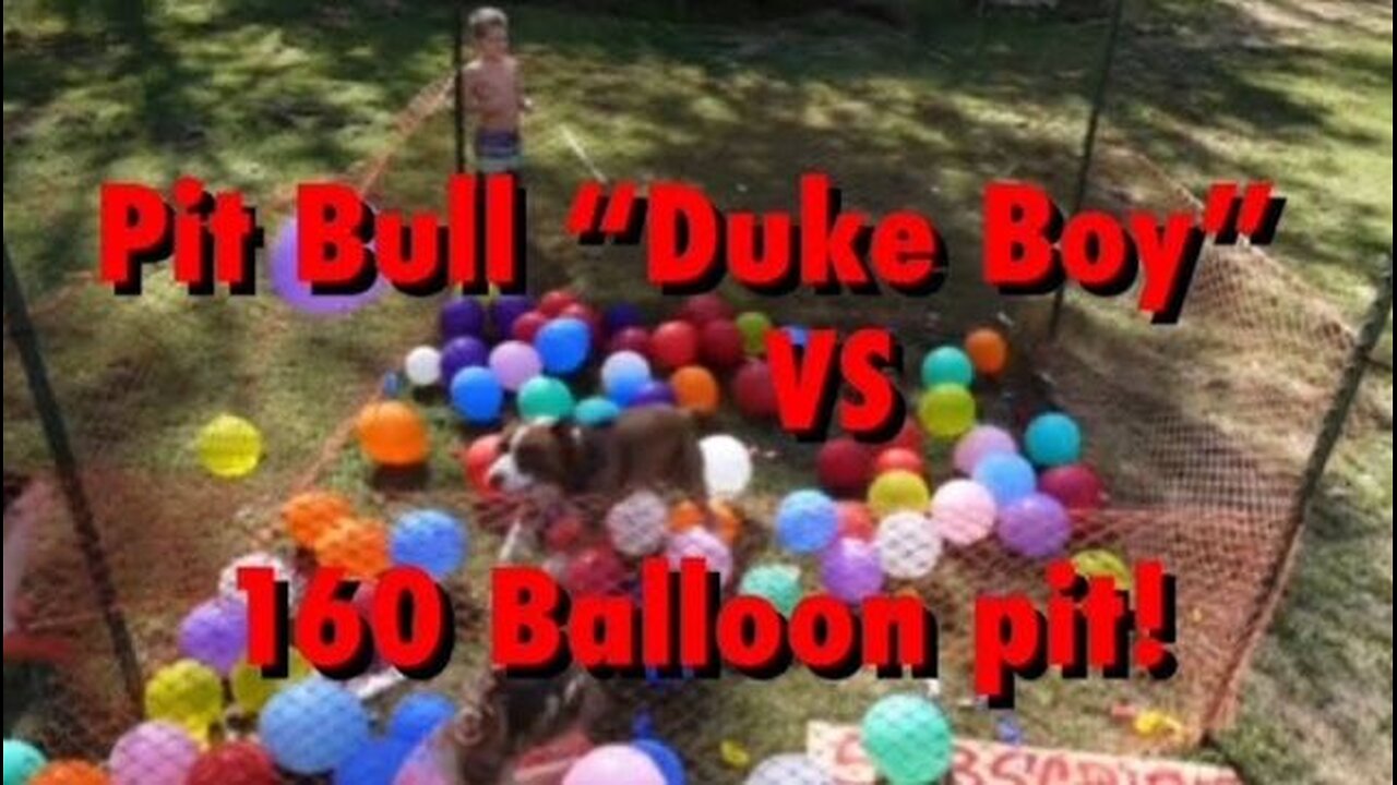 Pit Bull “Duke Boy” VS 160 Balloons (he goes insane) 😂