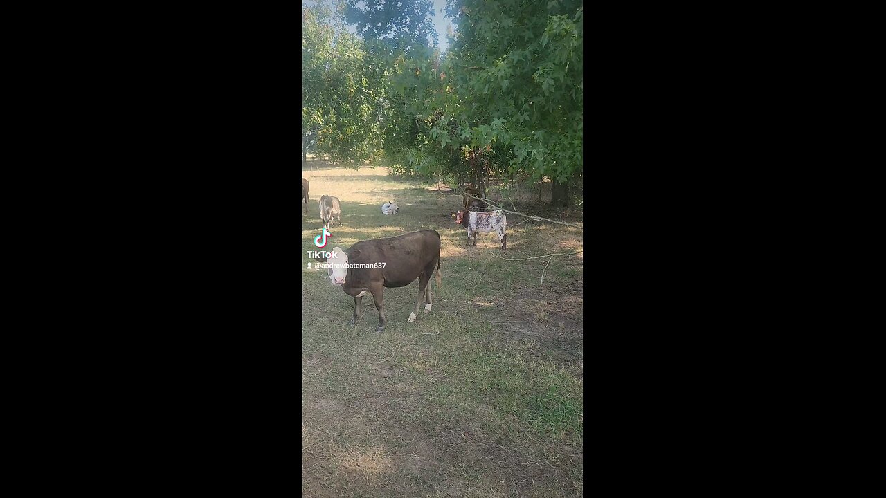 Cows and calves grazing.