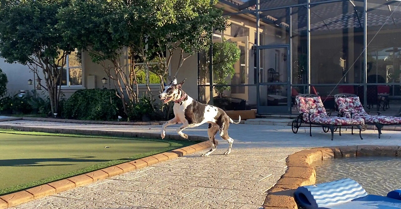 Happy Great Danes Run Zoomie Laps Around The Pool