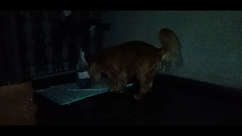 #dogdhow , #animals