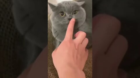 funny cat2 #shorts