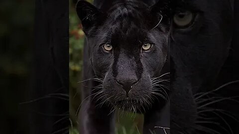 Panther