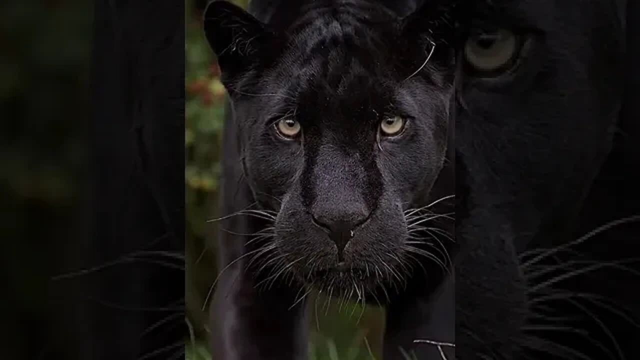 Panther