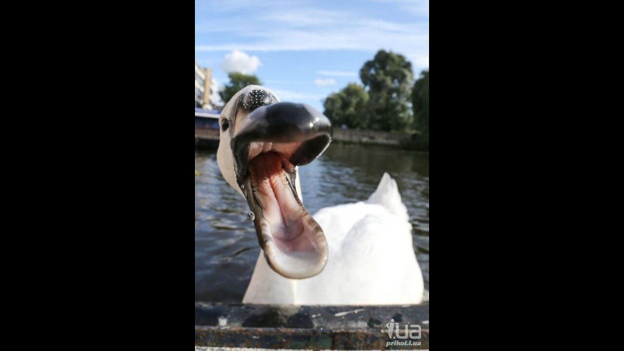 Attention aux cygnes 🦢 |