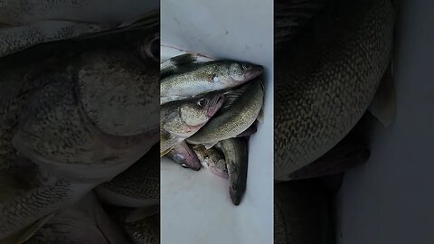 June 14th 2023 kina rough day again decent waves ended up getting 24 of their 30 walleye