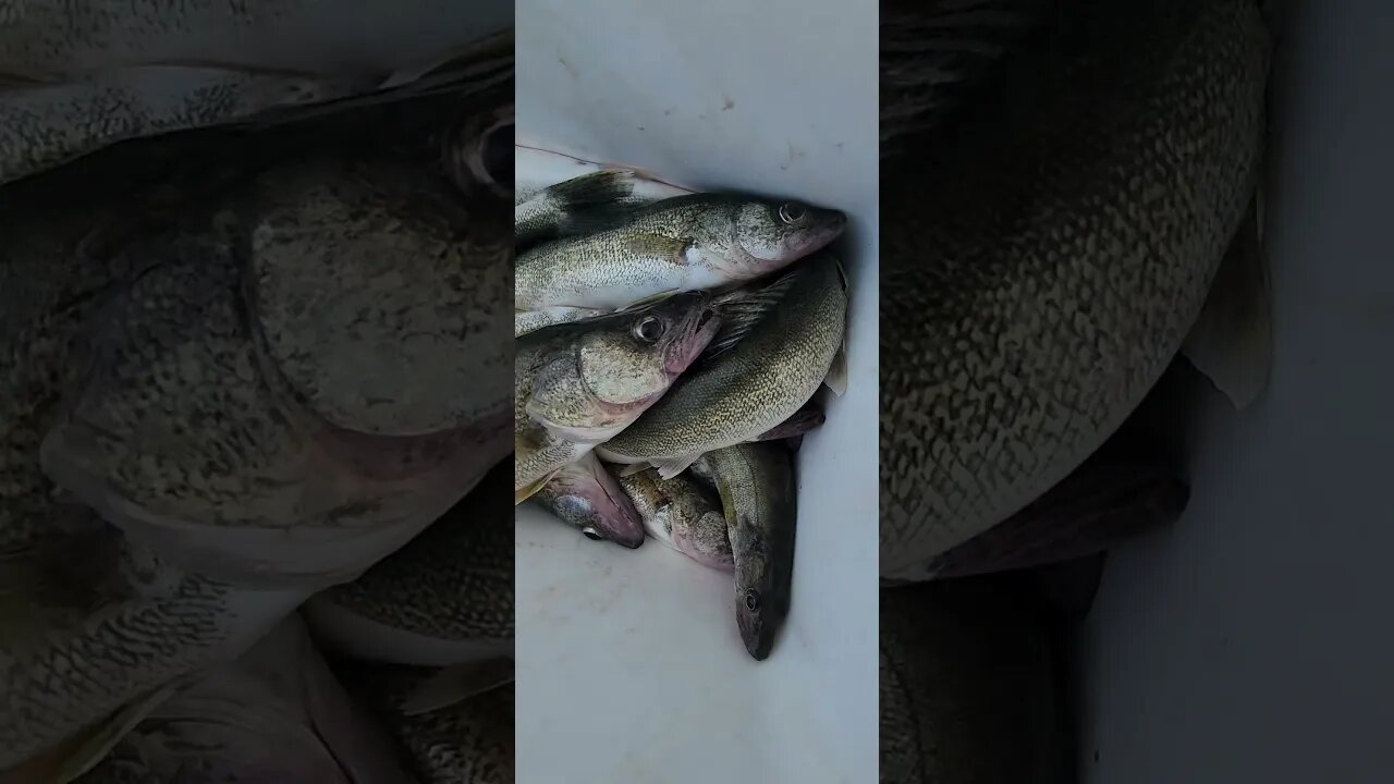 June 14th 2023 kina rough day again decent waves ended up getting 24 of their 30 walleye