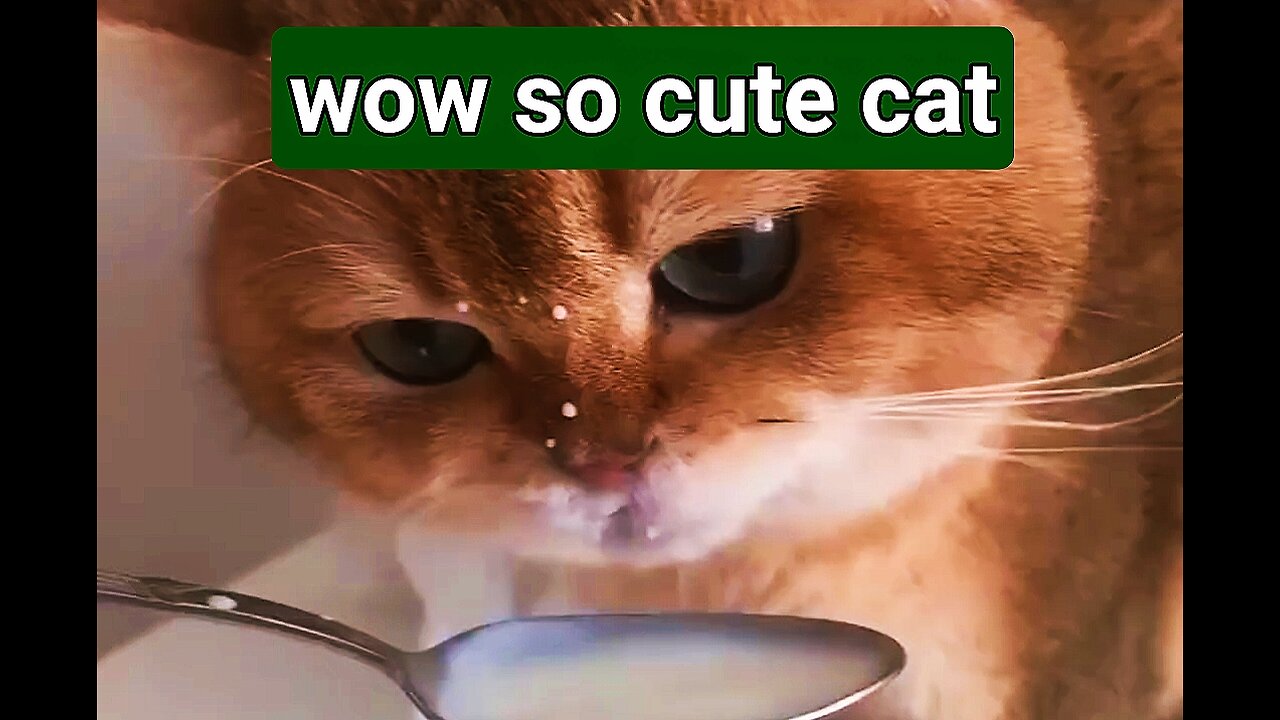 Cat drinking milk, so cute cat beautiful absolutely heart' touching video