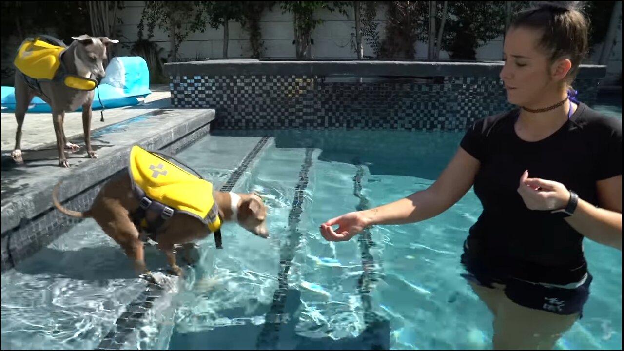 Teaching my dogs how to swim