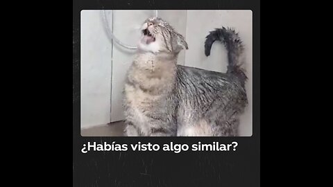 Este gato decide tomar una ducha por su propia cuenta