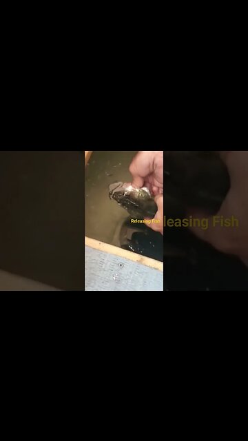 Releasing Fish #icefishing #fishing