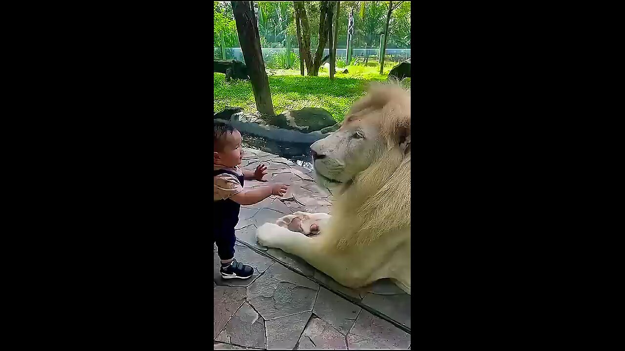 lion vs kid #lion