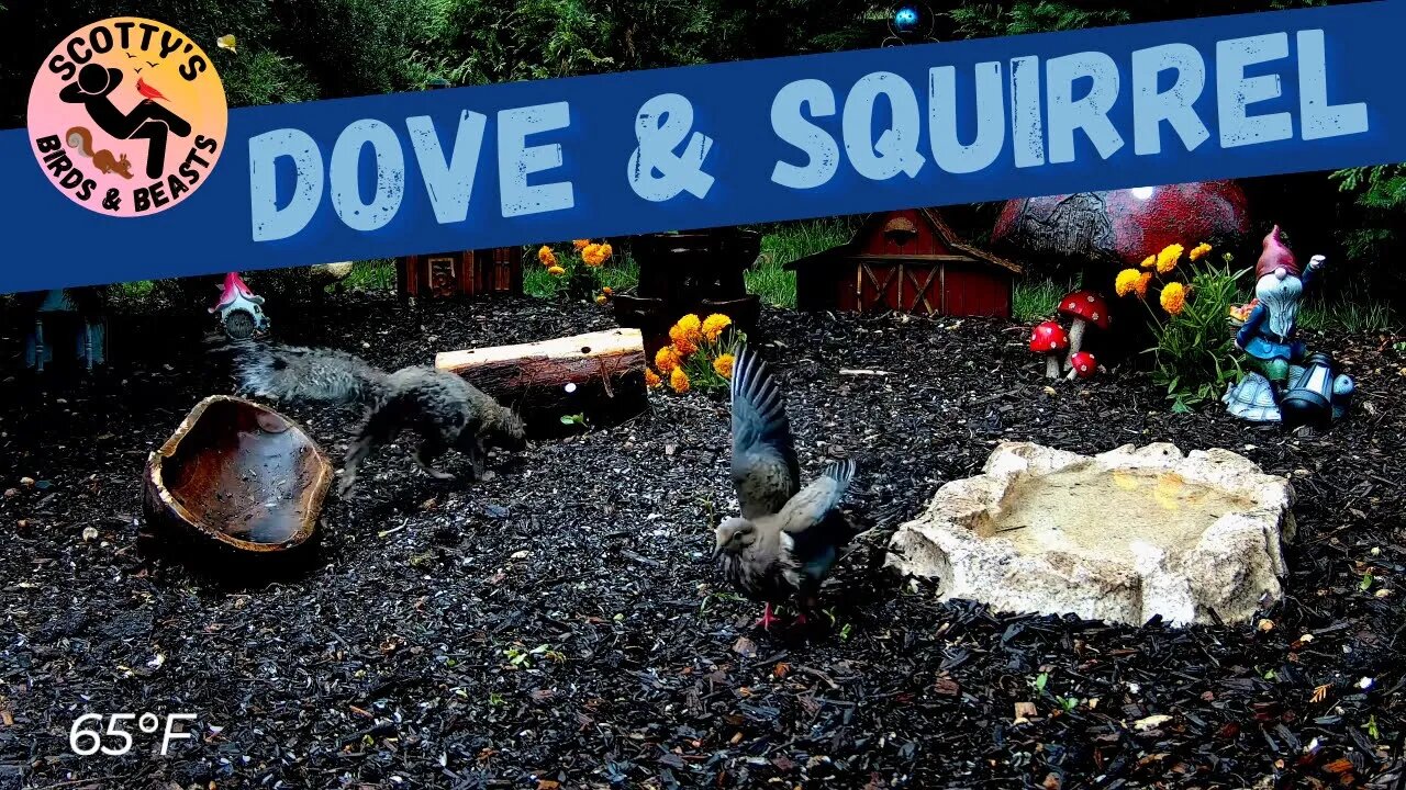 Cute Squirrel and a Nervous Dove