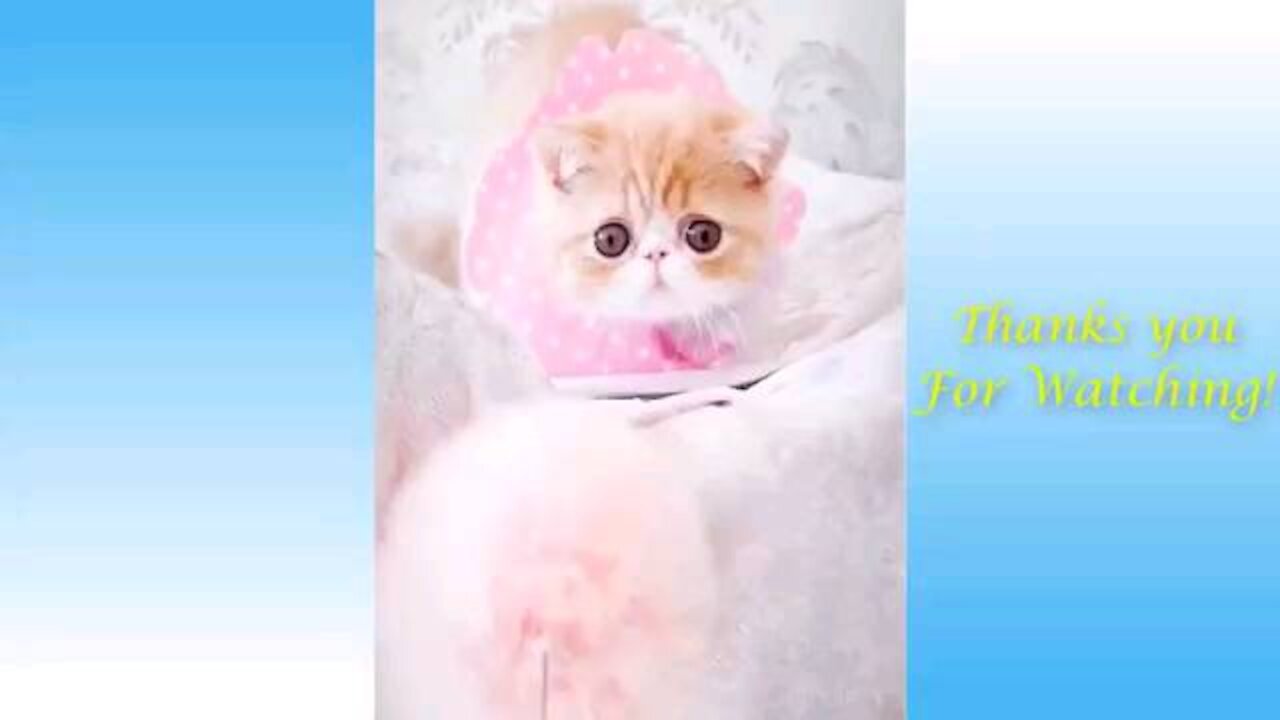 Cutest animals, MUST SEE (#funny #cutestpets #furbabies