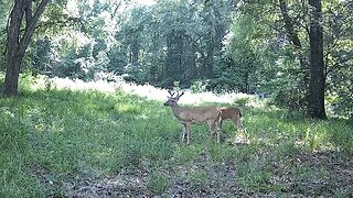 New trail camera location and a walk through the woods