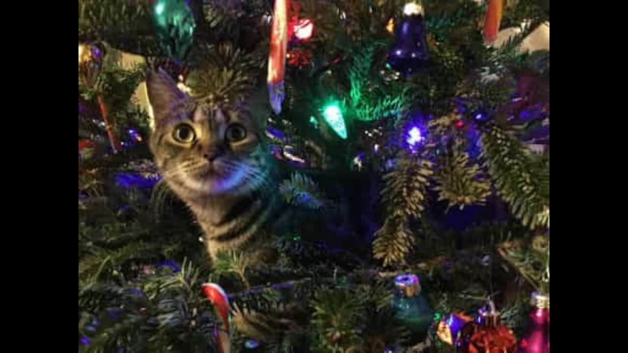 Gatinho pensa ser um enfeite da árvore de natal