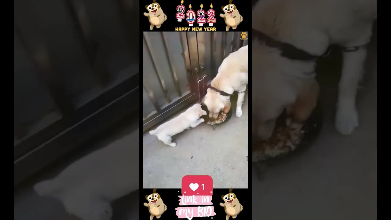 33_ππΆπ Baby Dogs - Cute and Funny Dogs Video ππΆπ (2022)