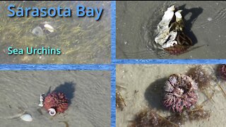 Sarasota Bay Sea Urchins