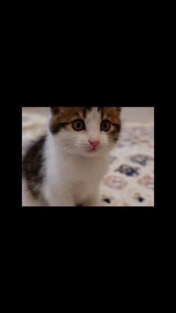 Спасение 6 маленьких котят