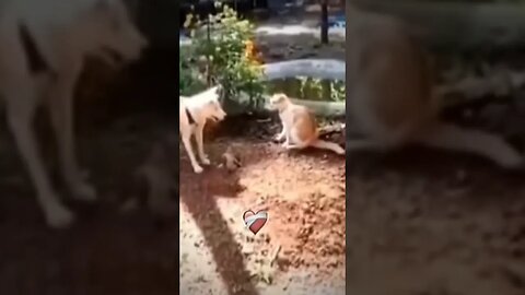funny video #dog #funny #trending #viral #video #youtuber #youtube #foryou #youtubeshorts #shorts