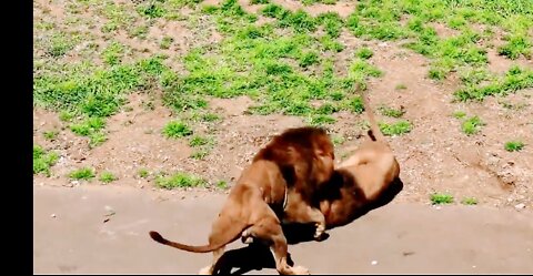 Male lion vs Male lion brutal fight