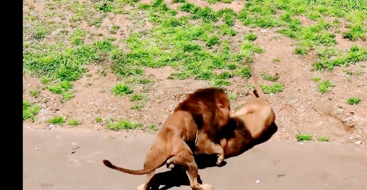 Male lion vs Male lion brutal fight