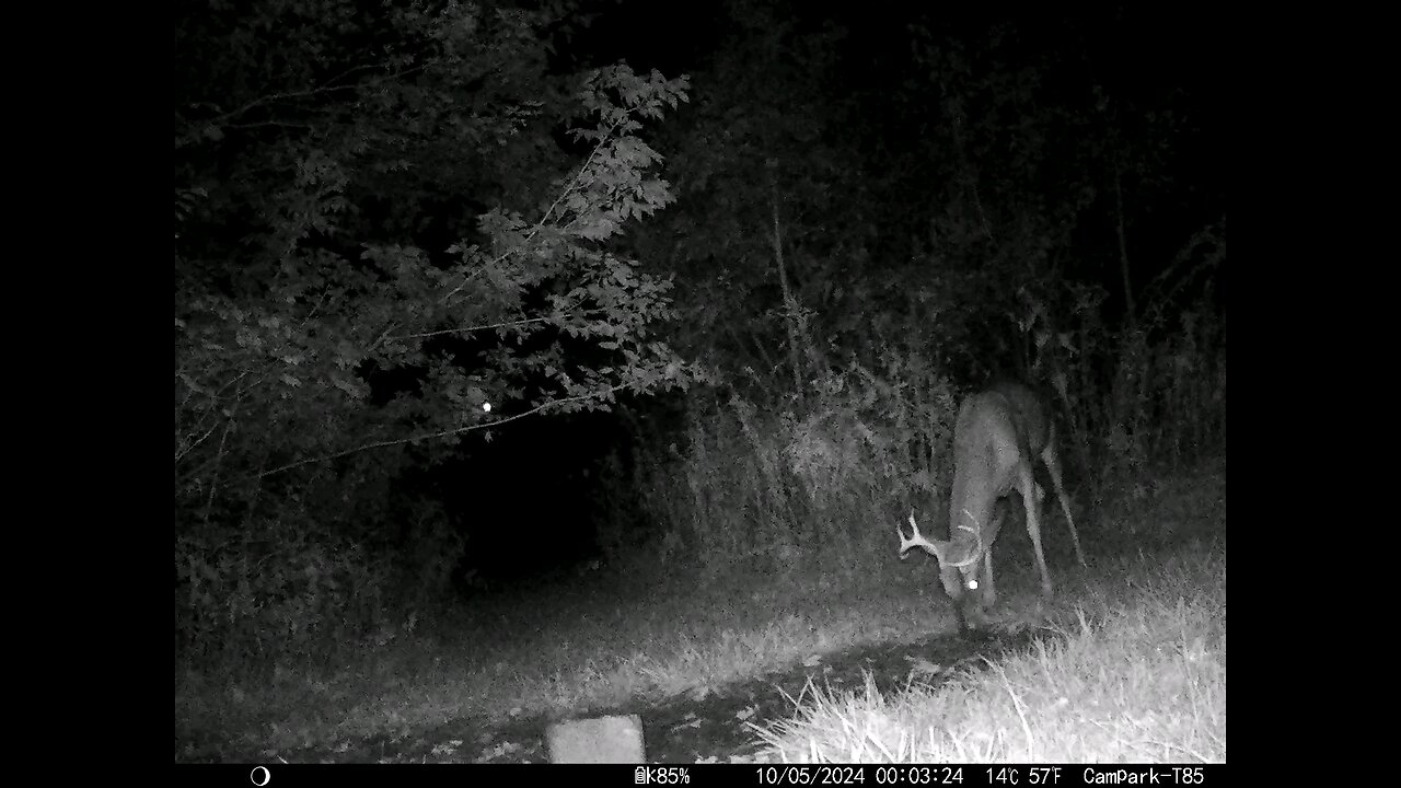 Buck Deer 10-05-2024