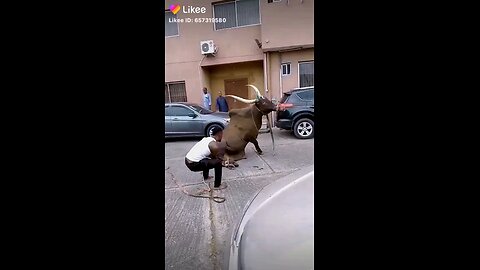 #funny animal fight