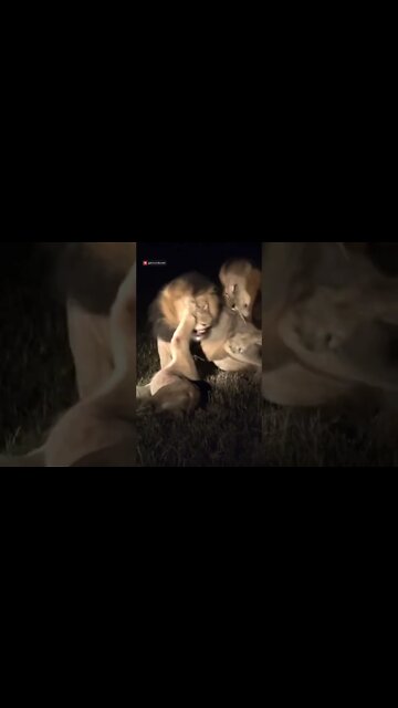 Lions Fight At Night #shorts