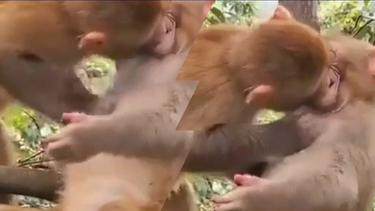 The sweetest kissing monkeys is very hot