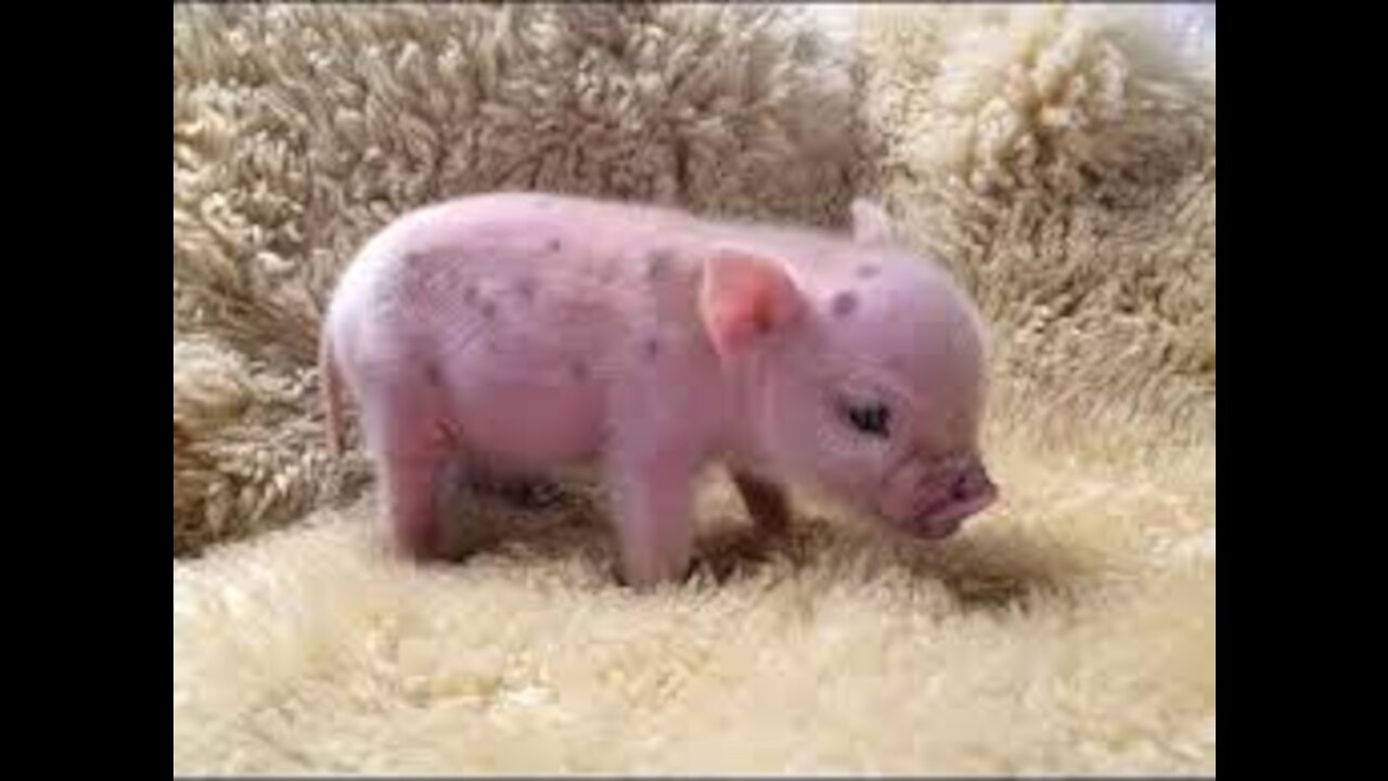 Cute Micro Pig 🐷