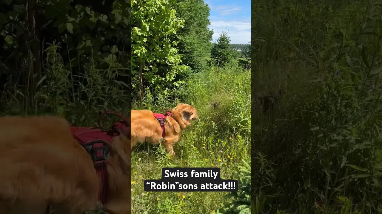 Swiss Family “Robin”sons attack!!!! #goldenretrievers #retriever #pei #birds #attack #danger