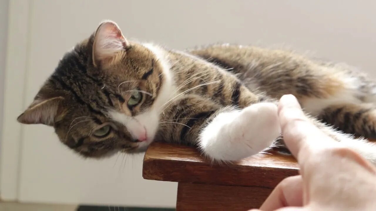 Nose Boops for the Cat