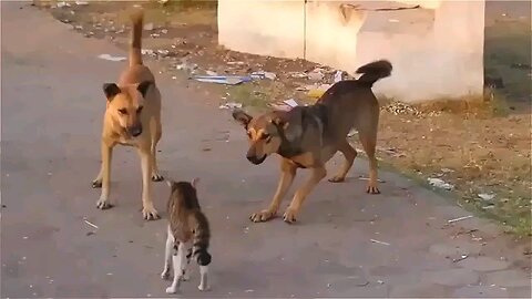 Funny animals 🙂😎😎funny moments 😎😚😎