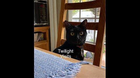 Adventures with Twilight, the Little Black Cat that came for a Visit