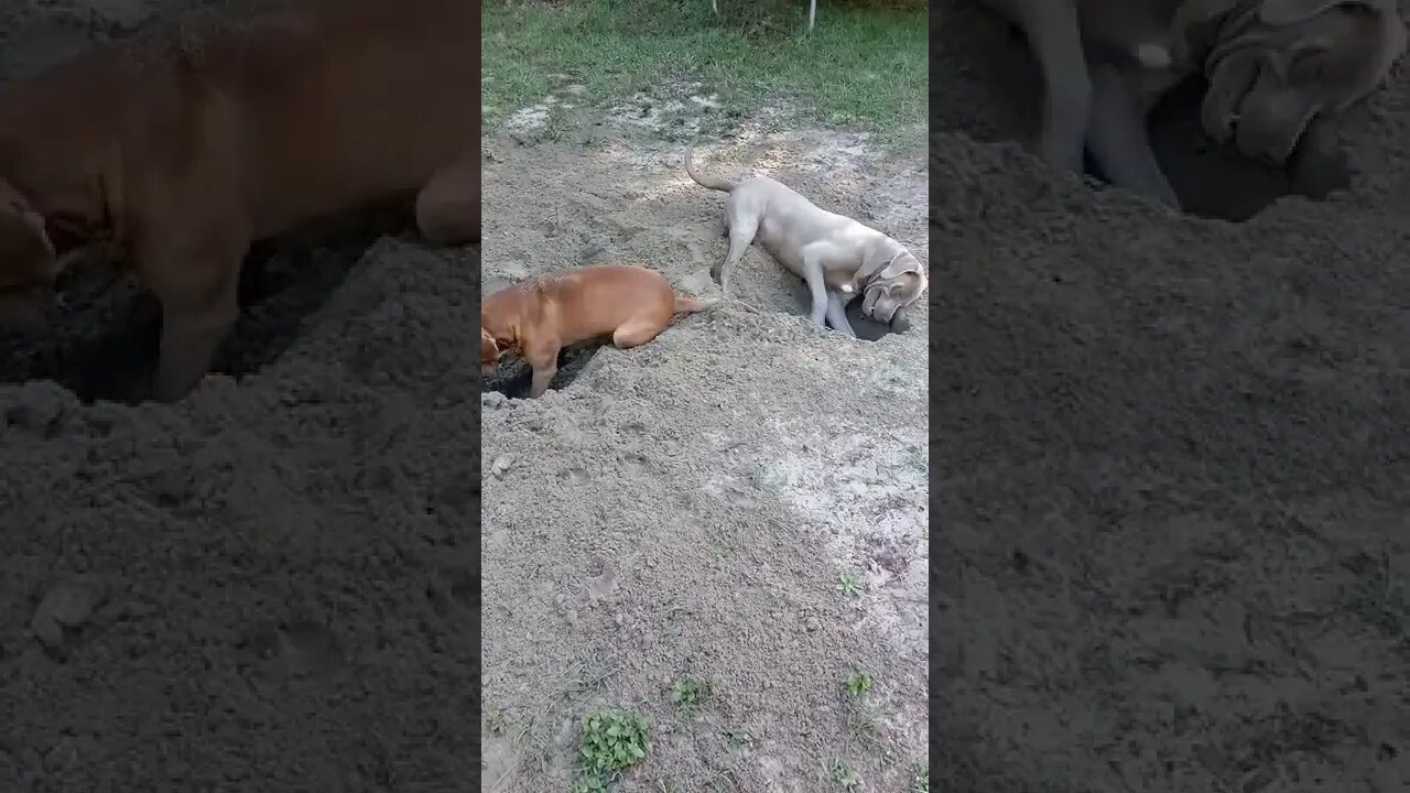 can you dig it?