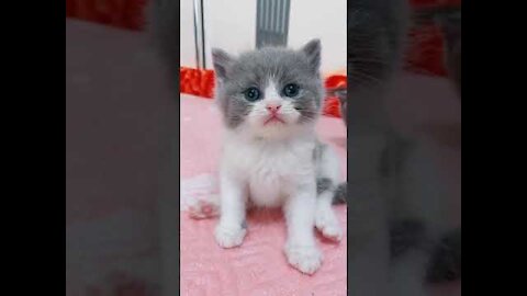 Funniest 😻Cats And Dogs From Tik Tok - Try Not To Laugh - Funny Pet Love Animals 😇 Cute cats #short