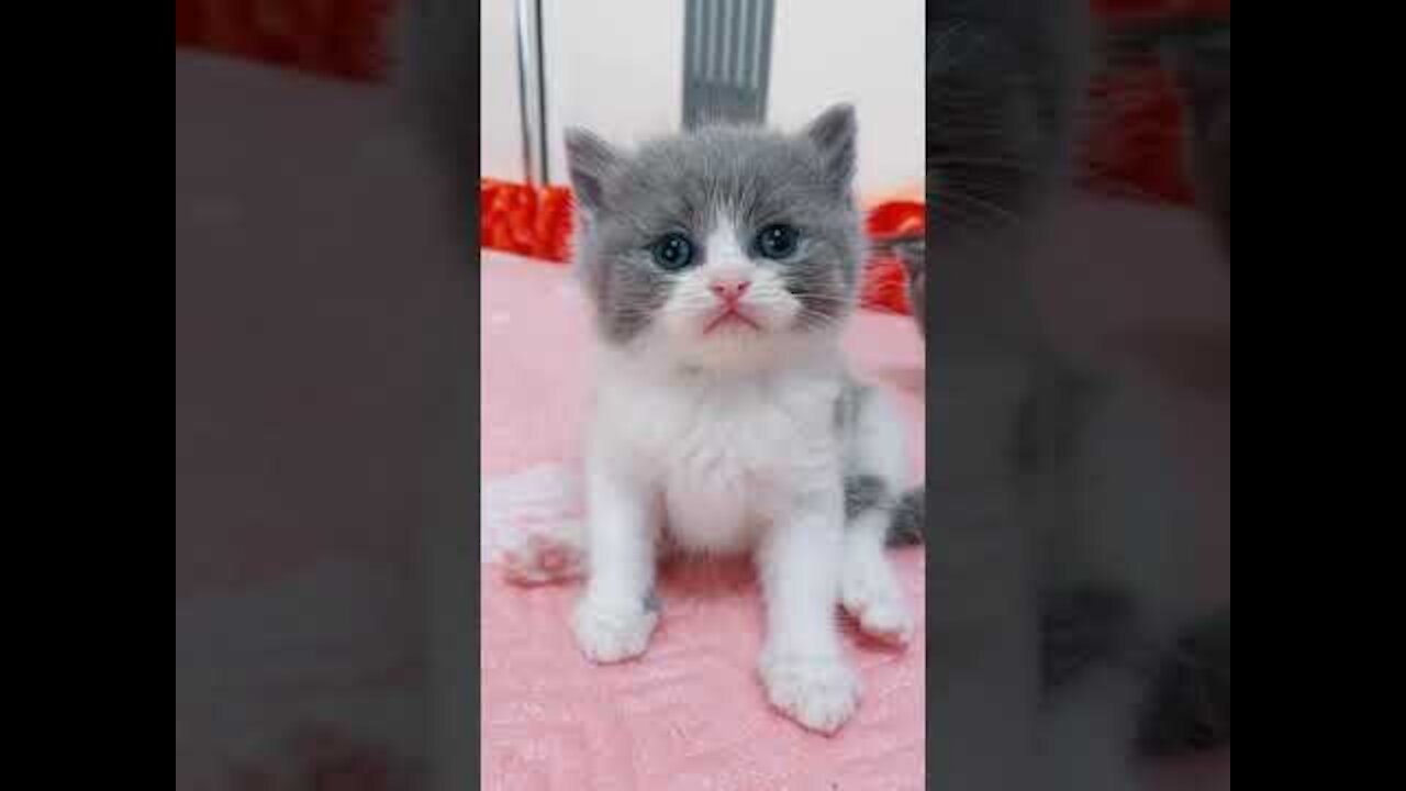 Funniest 😻Cats And Dogs From Tik Tok - Try Not To Laugh - Funny Pet Love Animals 😇 Cute cats #short