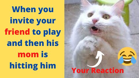Funny Cat Reaction Video