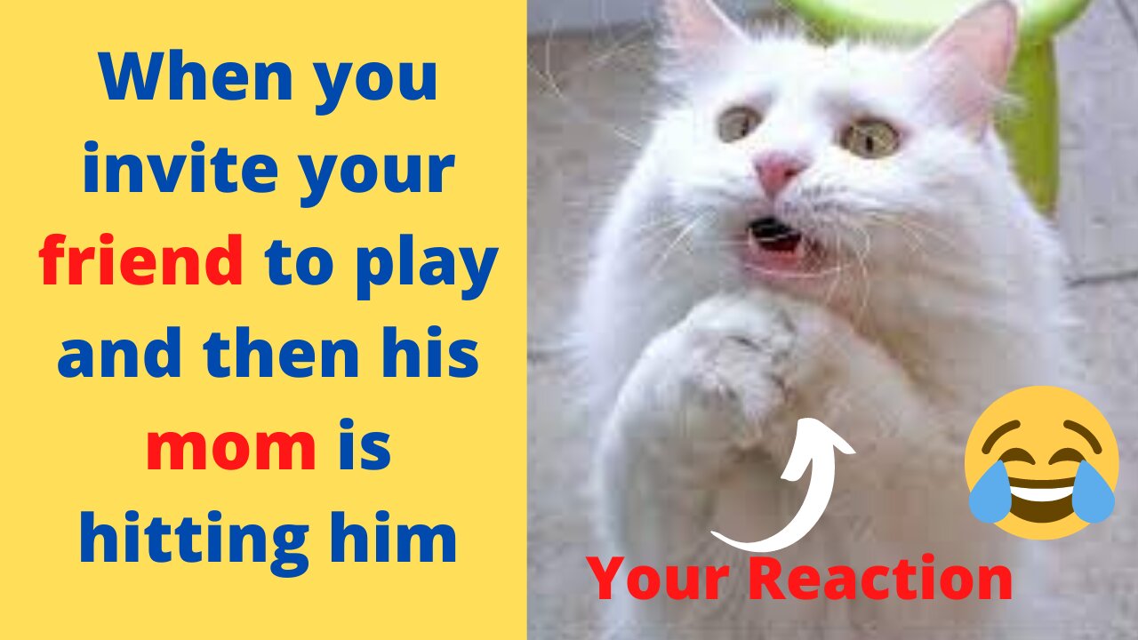 Funny Cat Reaction Video