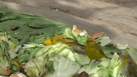 Little yellow birds vs lettuce, eggs and pumpkin