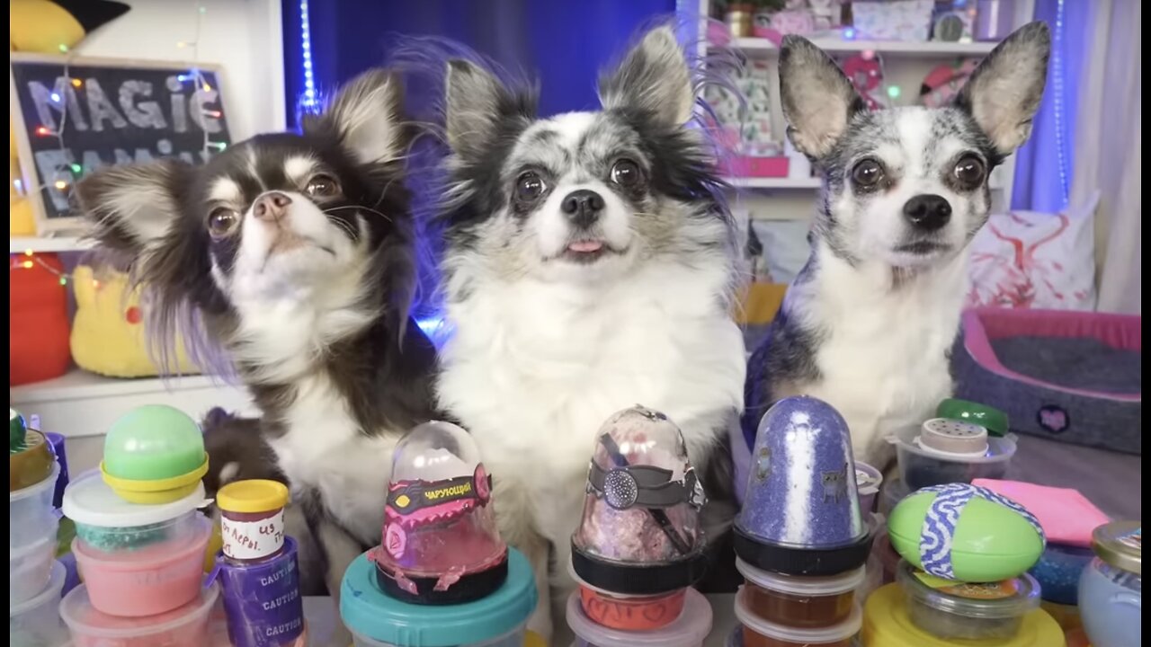 💕Slimes vs Pets 😱😱😱😍😍😍