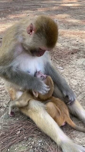 Mother monkey love their Baby