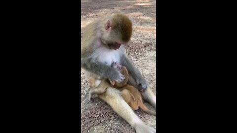 Mother monkey love their Baby