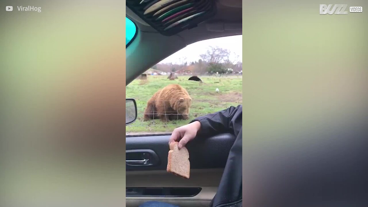 Cet ours rattrape un morceau de pain avec style