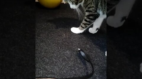 Cat Plays with Electric Cable #shorts