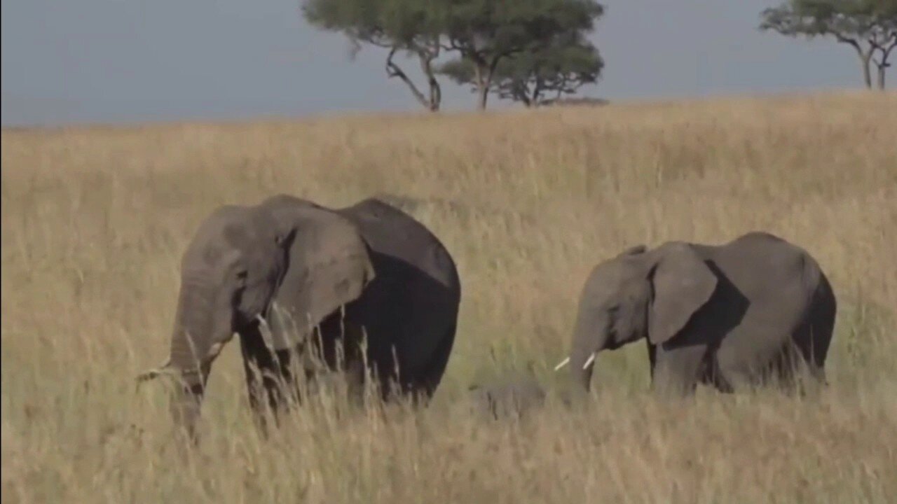 June 11, 2017 Sunrise Interesting how the Lions and Elephants in Kenya co mingle