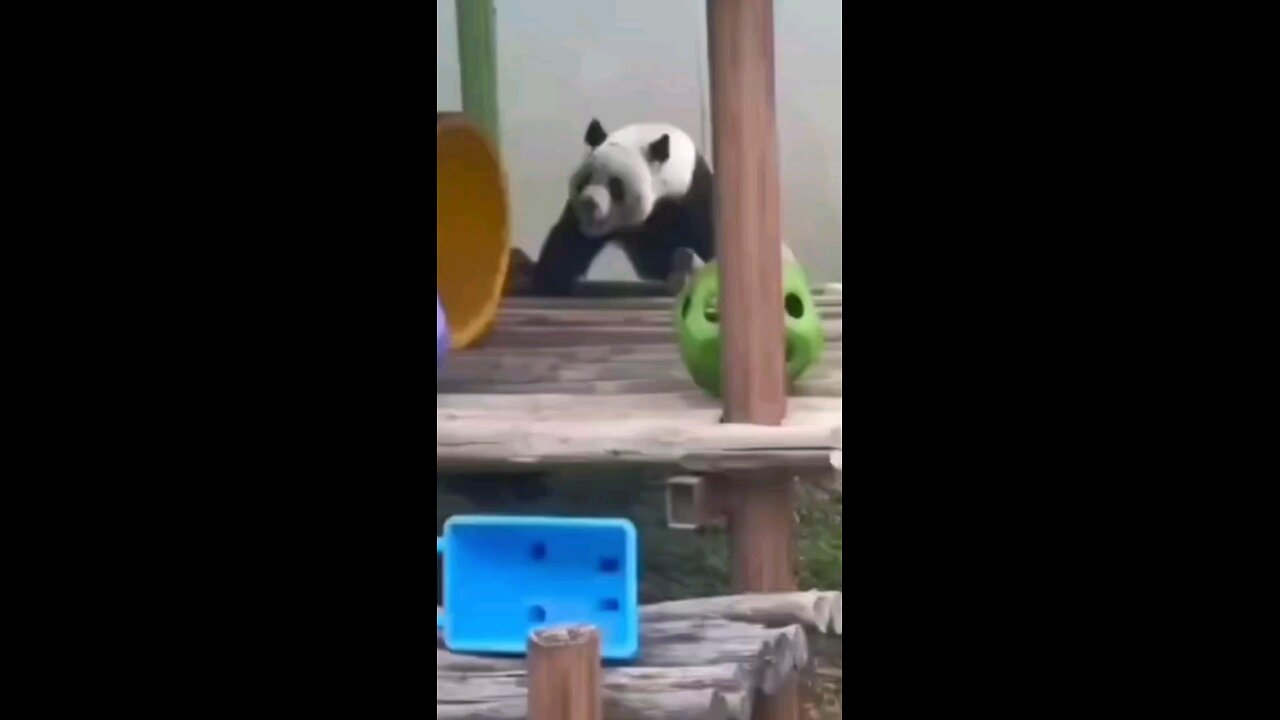 cute panda